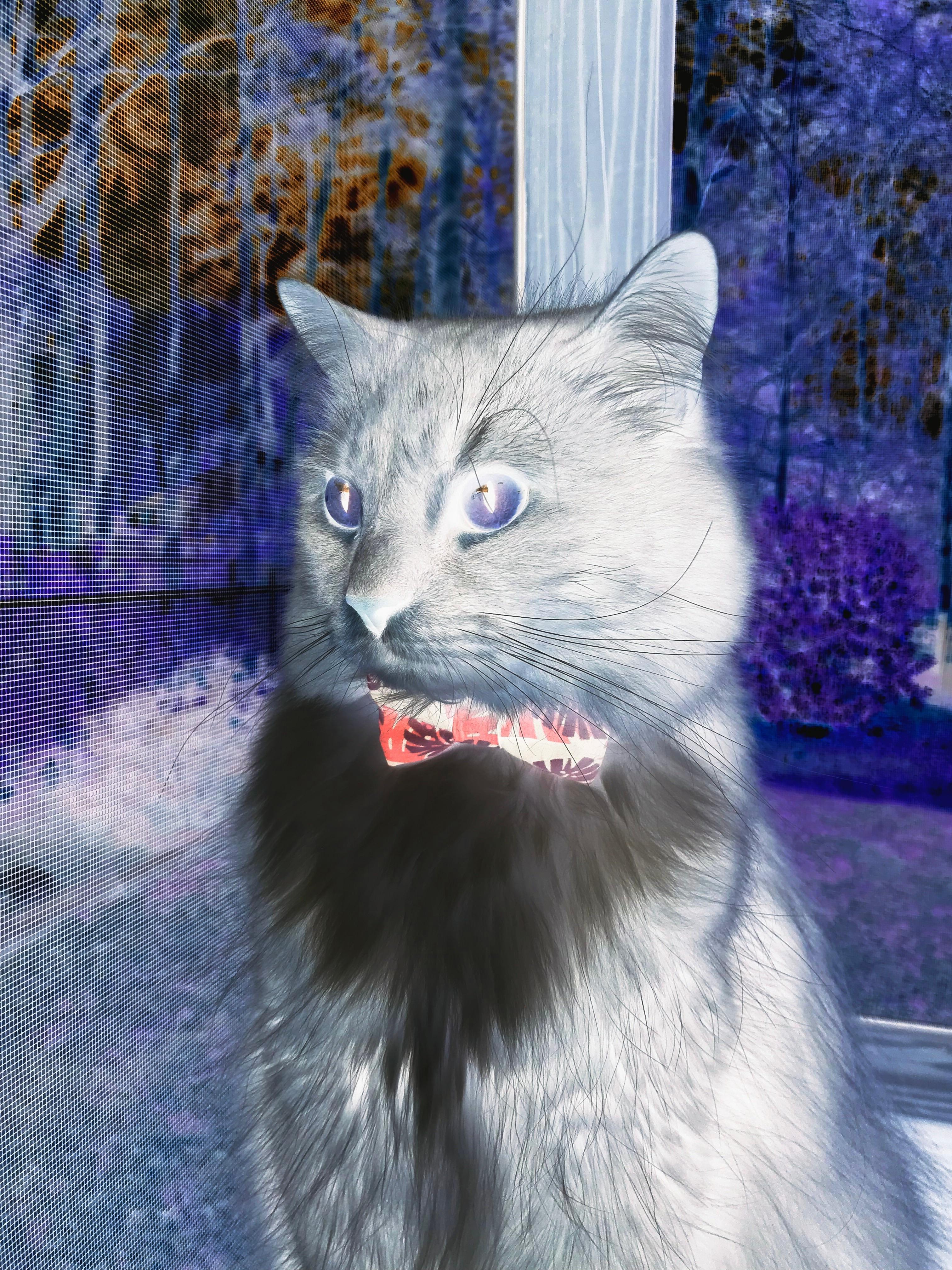 kaiyun中国官方网站-AC米兰连续多胜，登顶积分榜，ac米兰历年积分